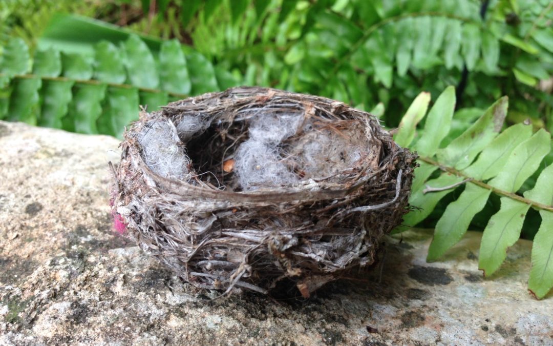 The Empty Nest: what now? (part 1)